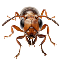 Small Ant On transparent background. ai generated png
