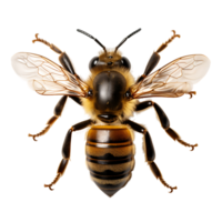 petit abeille sur transparent Contexte. ai généré png