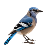 bleu geai oiseau sur transparent Contexte. ai généré png