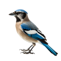 blauw gaai vogel Aan transparant achtergrond. ai gegenereerd png