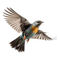 Cuckoo Cuculus canorus Bird On transparent background. ai generated png