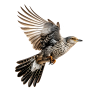 Cuckoo Cuculus canorus Bird On transparent background. ai generated png