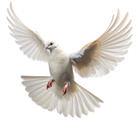 Colombe Pigeon oiseau sur transparent Contexte png