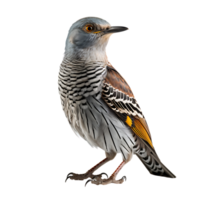 Cuckoo Cuculus canorus Bird On transparent background. ai generated png