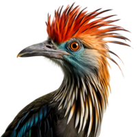 hoatzin Vogel auf transparent Hintergrund. ai generiert png