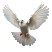 Dove Pigeon Bird On transparent background png