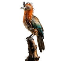 Hoatzin Bird On transparent background. ai generated png