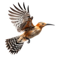 eurasian hoopoe bird on transparent background. ai generated png