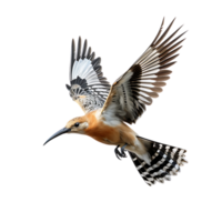 eurasian hoopoe bird on transparent background. ai generated png