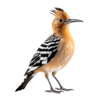 eurasian hoopoe bird on transparent background. ai generated png