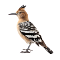 eurasian hoopoe bird on transparent background. ai generated png