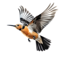 eurasian hoopoe bird on transparent background. ai generated png