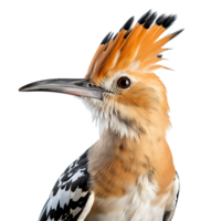 eurasian hoopoe bird on transparent background. ai generated png