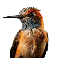 Beautiful hummingbird on transparent background. ai generated png