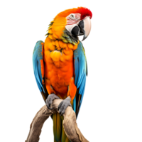 Colorful Macaw Parrot bird on transparent background. ai generated png