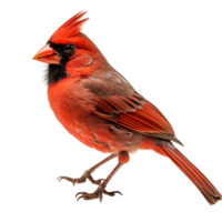 Beautiful northern cardinal bird on transparent background. ai generated png