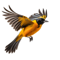 Beautiful Baltimore Oriole bird on transparent background. ai generated png