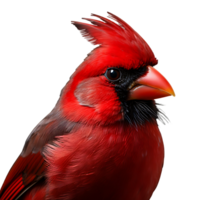 Beautiful northern cardinal bird on transparent background. ai generated png