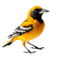 Beautiful Baltimore Oriole bird on transparent background. ai generated png