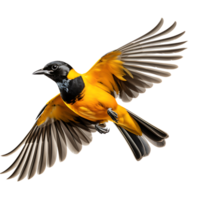 Beautiful Baltimore Oriole bird on transparent background. ai generated png