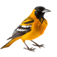 Beautiful Baltimore Oriole bird on transparent background. ai generated png