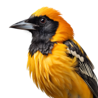 Beautiful Baltimore Oriole bird on transparent background. ai generated png