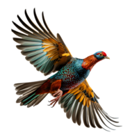 magnifique faisan oiseau sur transparent Contexte. ai généré png