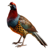 Beautiful pheasant bird on transparent background. ai generated png