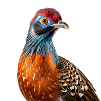 Beautiful pheasant bird on transparent background. ai generated png