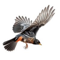 Beautiful robin bird on transparent background. ai generated png