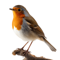 Beautiful robin bird on transparent background. ai generated png
