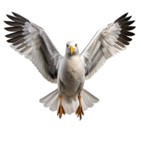 Beautiful seagull bird on transparent background. ai generated png