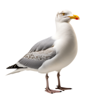 Beautiful seagull bird on transparent background. ai generated png