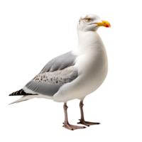 hermosa Gaviota pájaro en transparente antecedentes. ai generado png