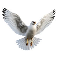 Beautiful seagull bird on transparent background. ai generated png