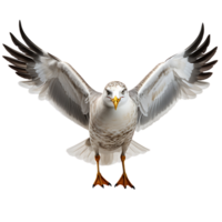 Beautiful seagull bird on transparent background. ai generated png