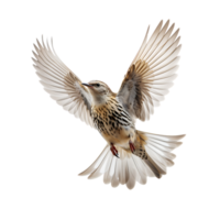 Beautiful skylark bird on transparent background. ai generated png