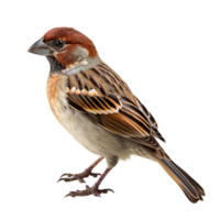 Beautiful sparrow bird on transparent background. ai generated png