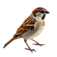 Beautiful sparrow bird on transparent background. ai generated png