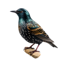 Beautiful starling bird on transparent background. ai generated png