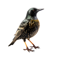 Beautiful starling bird on transparent background. ai generated png