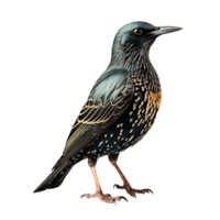 Beautiful starling bird on transparent background. ai generated png