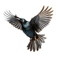 Beautiful starling bird on transparent background. ai generated png