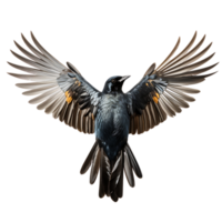 Beautiful starling bird on transparent background. ai generated png