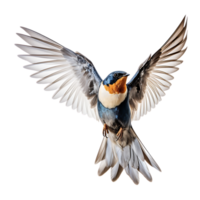 Beautiful swallow bird on transparent background. ai generated png