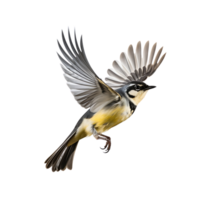 magnifique Jaune bergeronnettes oiseau sur transparent Contexte. ai généré png