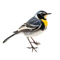 Beautiful Yellow wagtails bird on transparent background. ai generated png
