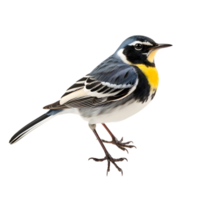 lindo amarelo wagtails pássaro em transparente fundo. ai gerado png