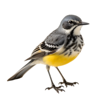 magnifique Jaune bergeronnettes oiseau sur transparent Contexte. ai généré png