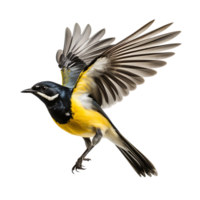 magnifique Jaune bergeronnettes oiseau sur transparent Contexte. ai généré png